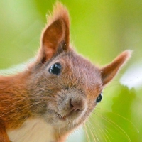 Bei Hitze wechseln auch Tiere in den Energiesparmodus. Gut also, wenn wir Menschen sie so wenig wie möglich stressen.  (Foto: Patrick Pleul/dpa/dpa-tmn)