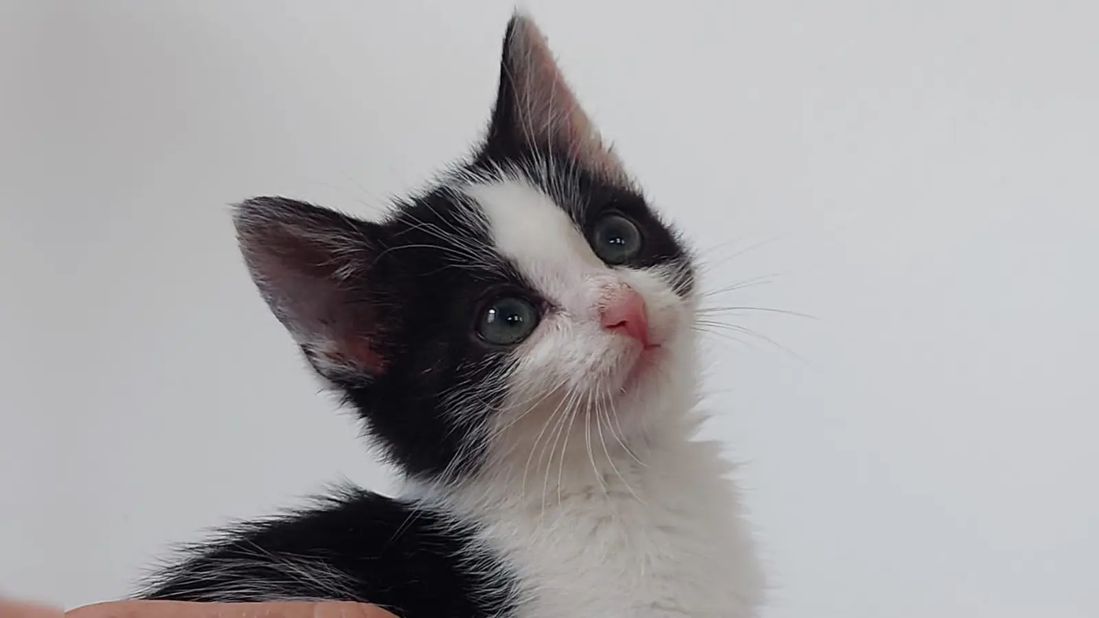 Eine Hand voll Katze: Auf der Siho-Ranch von Simone Dietrich im Oberscheinfelder Ortsteil Prühl wird Marie aufgepäppelt. (Foto: Simone Dietrich)