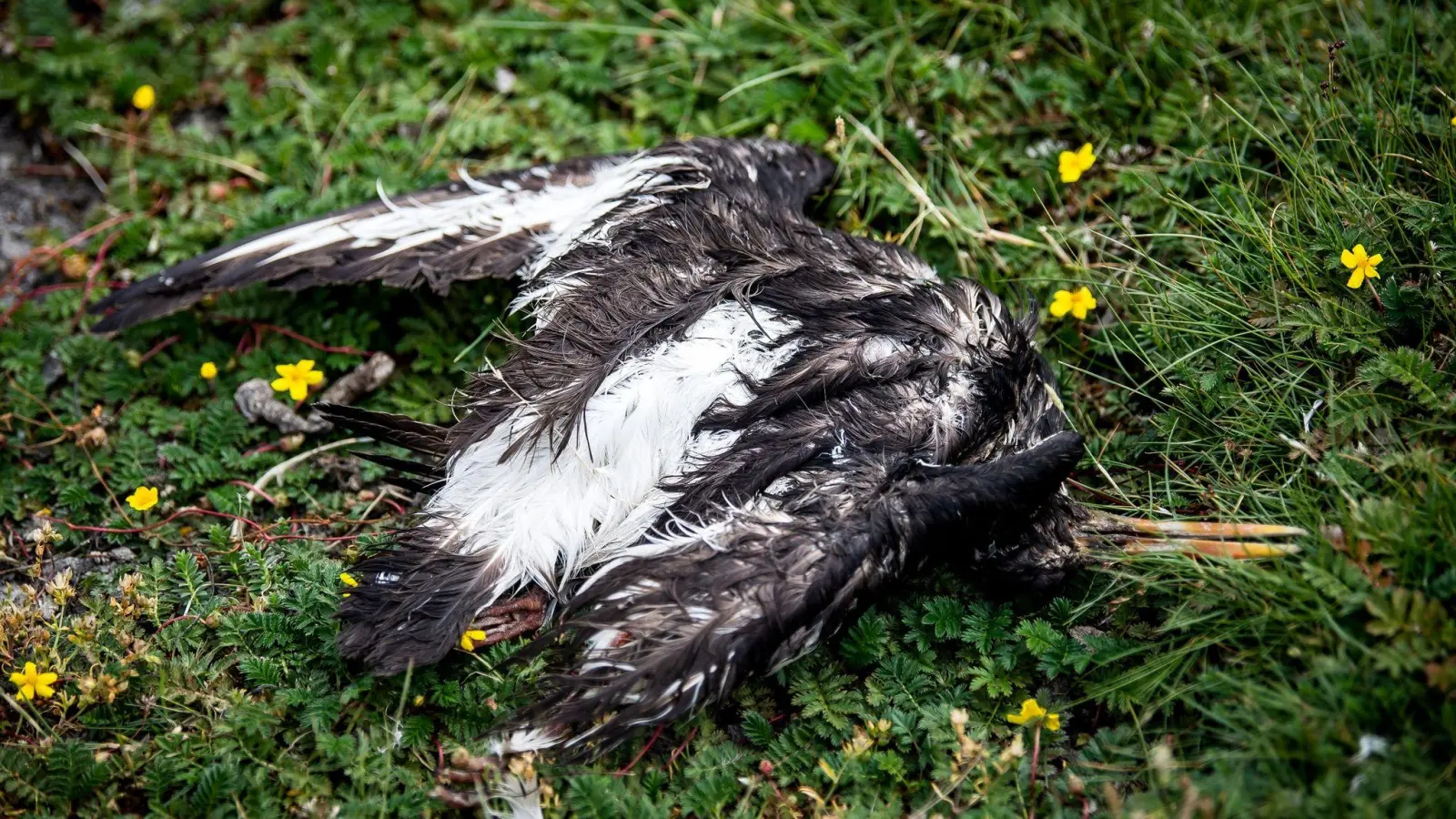 Ein toter Vogel liegt am Deich der zu Hamburg gehörenden Insel Neuwerk. (Foto: Sina Schuldt/dpa)