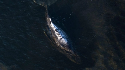 Der Buckelwal liegt in einer ausgespülten Wanne vor der Insel Poel. (Foto: Philip Dulian/dpa)
