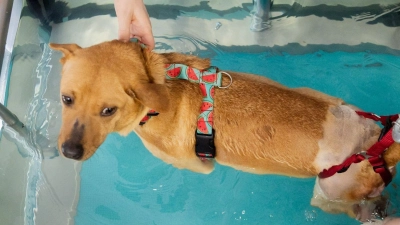 Es geht den Hunden wie den Menschen: Physiotherapie, hier im Wasser, hilft verletzten Tieren wieder auf die Beine. (Foto: Christoph Soeder/dpa/dpa-tmn)