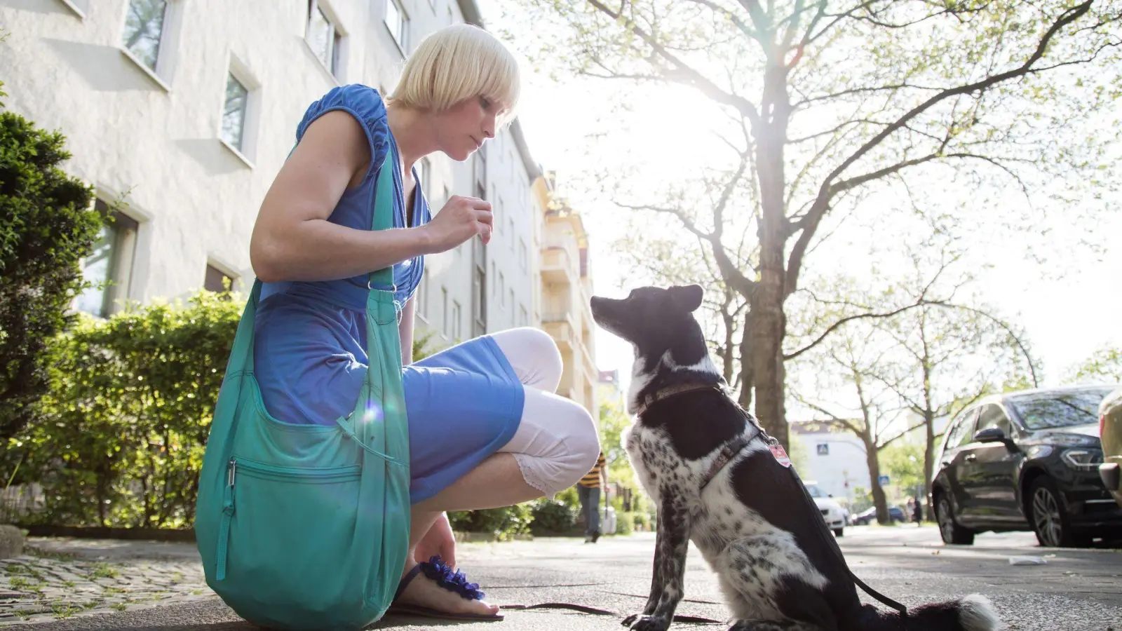 Ein gutes Hundetraining basiert auf Vertrauen - nicht auf Gewalt und Zwang. (Foto: Christin Klose/dpa-tmn)