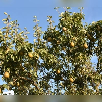 Gut gewachsene Birnbäume werfen hunderte von Früchten ab. Wie man die Bäume richtig pflegt, kann man in Triesdorf seit zehn Jahren bei der Baumwart-Ausbildung lernen.  (Symbolbild: Anita Dlugoß)