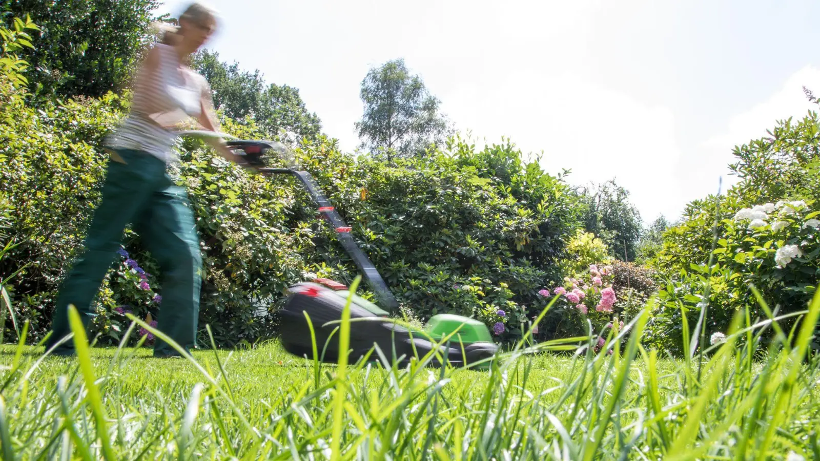 Kurz getrimmt oder dichtes Gras? Für Gartenliebhaber und Gartenliebhaberinnen sowie für Tiere hat es viele Vorteile, wenn seltener gemäht wird.  (Foto: Christin Klose/dpa-tmn)