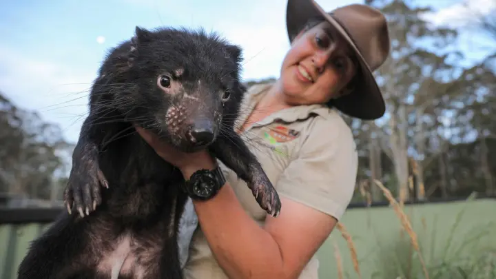 Kuratorin Kelly Davis zeigt den Tasmanischen Teufel Lucas. (Foto: -/Aussie Ark/dpa)