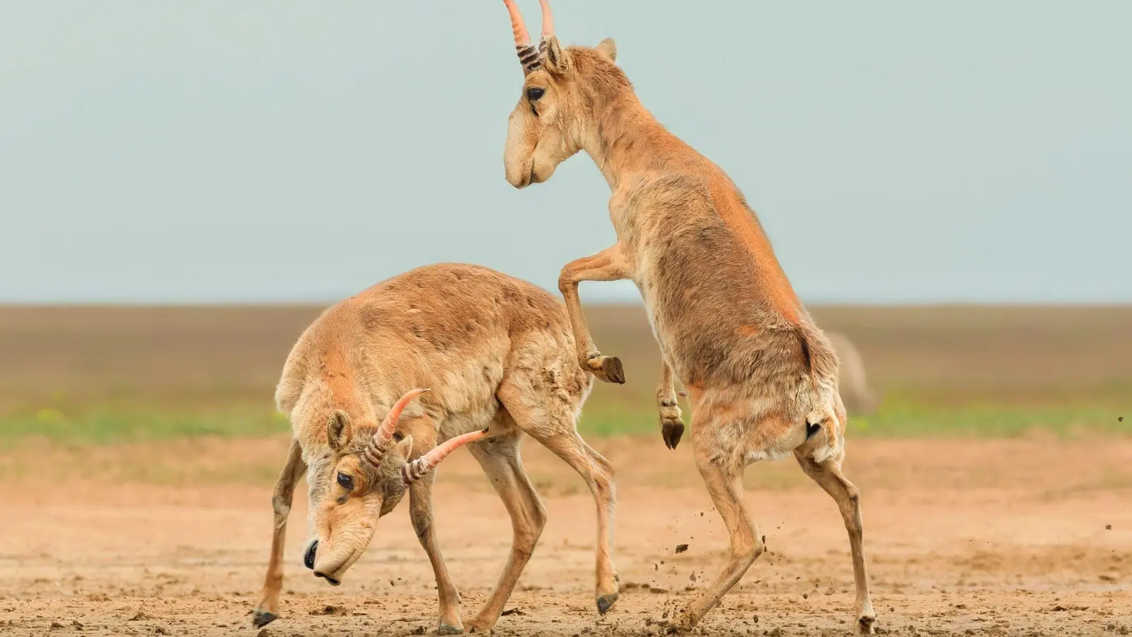 Die Antilopen sind in der zentralasiatischen Steppe beheimatet. (Foto: Andrey Giljov/BMC Journals Image Competition/dpa)