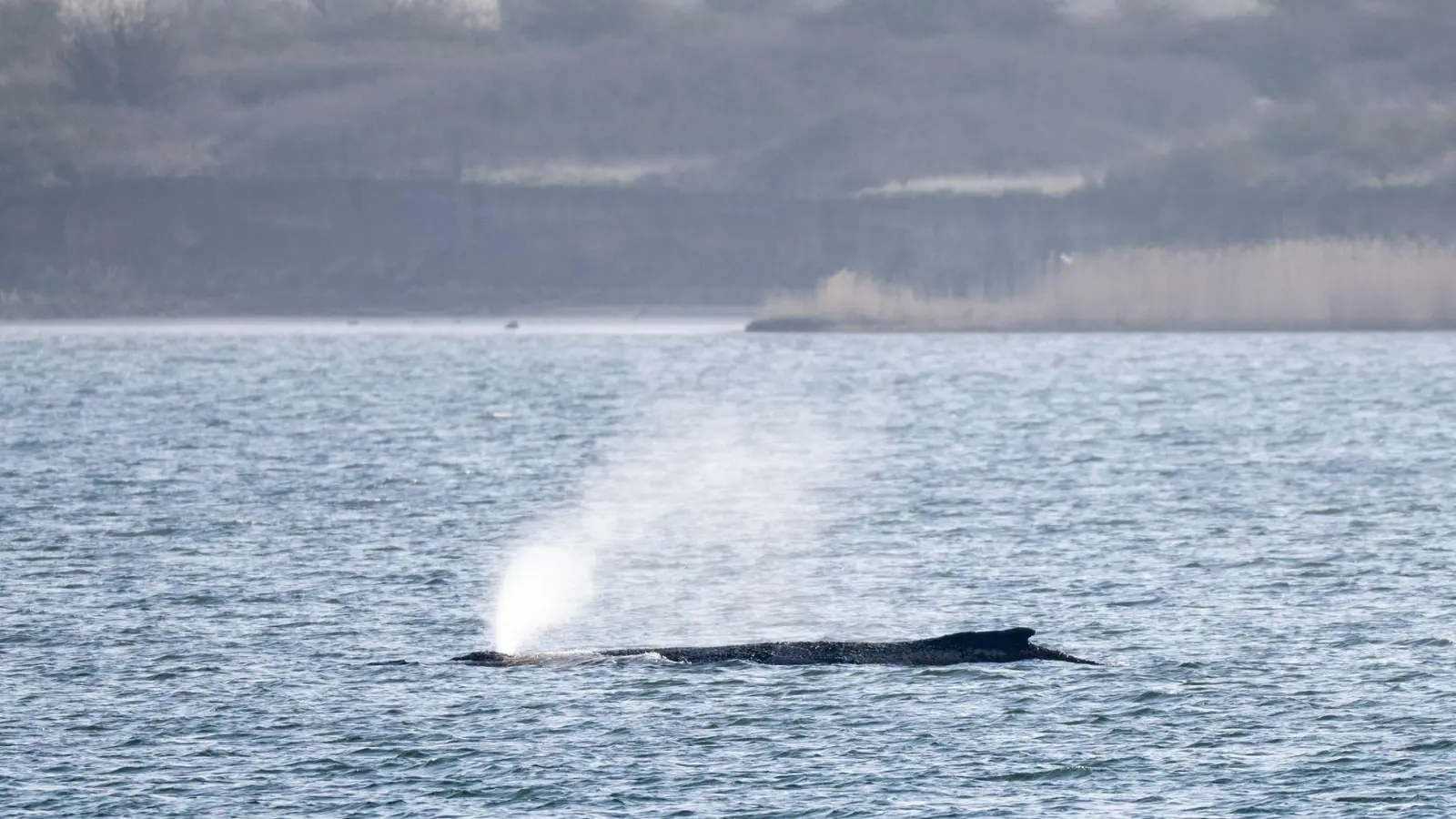 Der in der Ostsee liegende Wal beschäftigt seit Tagen Menschen in zahlreichen Ländern. (Archivbild) (Foto: Philip Dulian/dpa)