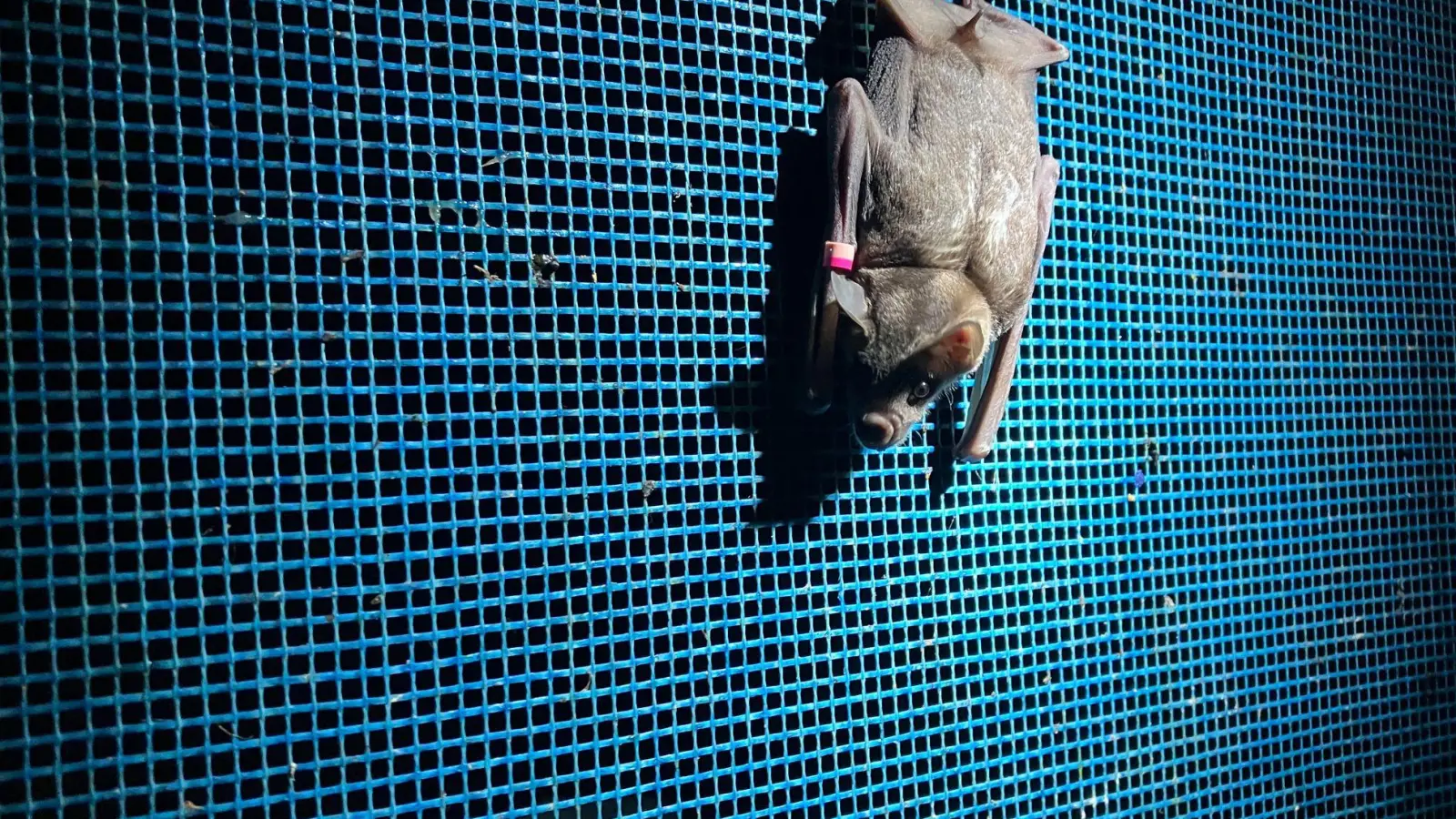 In der Nacht vom 30. zum 31. August findet die diesjährige internationale Fledermausnacht statt. Zu diesem Anlass gibt es zahlreiche Events wie etwa Fledermaus-Touren. (Archivbild) (Foto: Alina Schmidt/dpa)