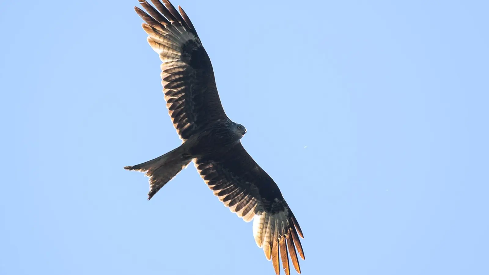 Rotmilan werden gelegentlich Opfer der Giftköderattacken. (Symbolbild) (Foto: Klaus-Dietmar Gabbert/dpa)