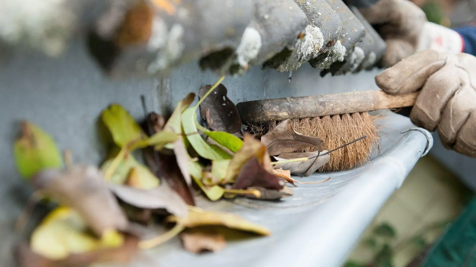 Herbstlaub kann Regenrinnen verstopfen: Eine regelmäßige Kontrolle und Reinigung sind wichtig. (Foto: Kai Remmers/dpa-tmn)