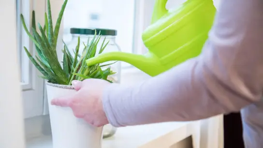 Man kann Zimmerpflanzen schaden, wenn man ihnen zu viel Wasser gibt. (Foto: Christin Klose/dpa-tmn)