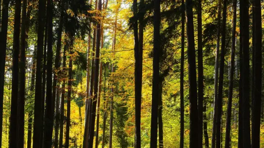 Nationalpark Steigerwald. (Foto: picture alliance / Nicolas Armer/dpa/Archivbild)