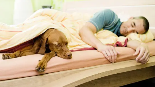 Manche Hundehalter lieben es, wenn der Hund mit in ihrem Bett schläft. Wenn man es ihm als Welpe erlaubt hat, ist es schwierig, ihm das später wieder abzugewöhnen, aber machbar. (Foto: Monique Wüstenhagen/dpa-tmn)