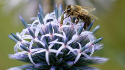 Eine Honigbiene sammelt auf der Blüte einer Distel Nektar. (Foto: Henning Kaiser/dpa)