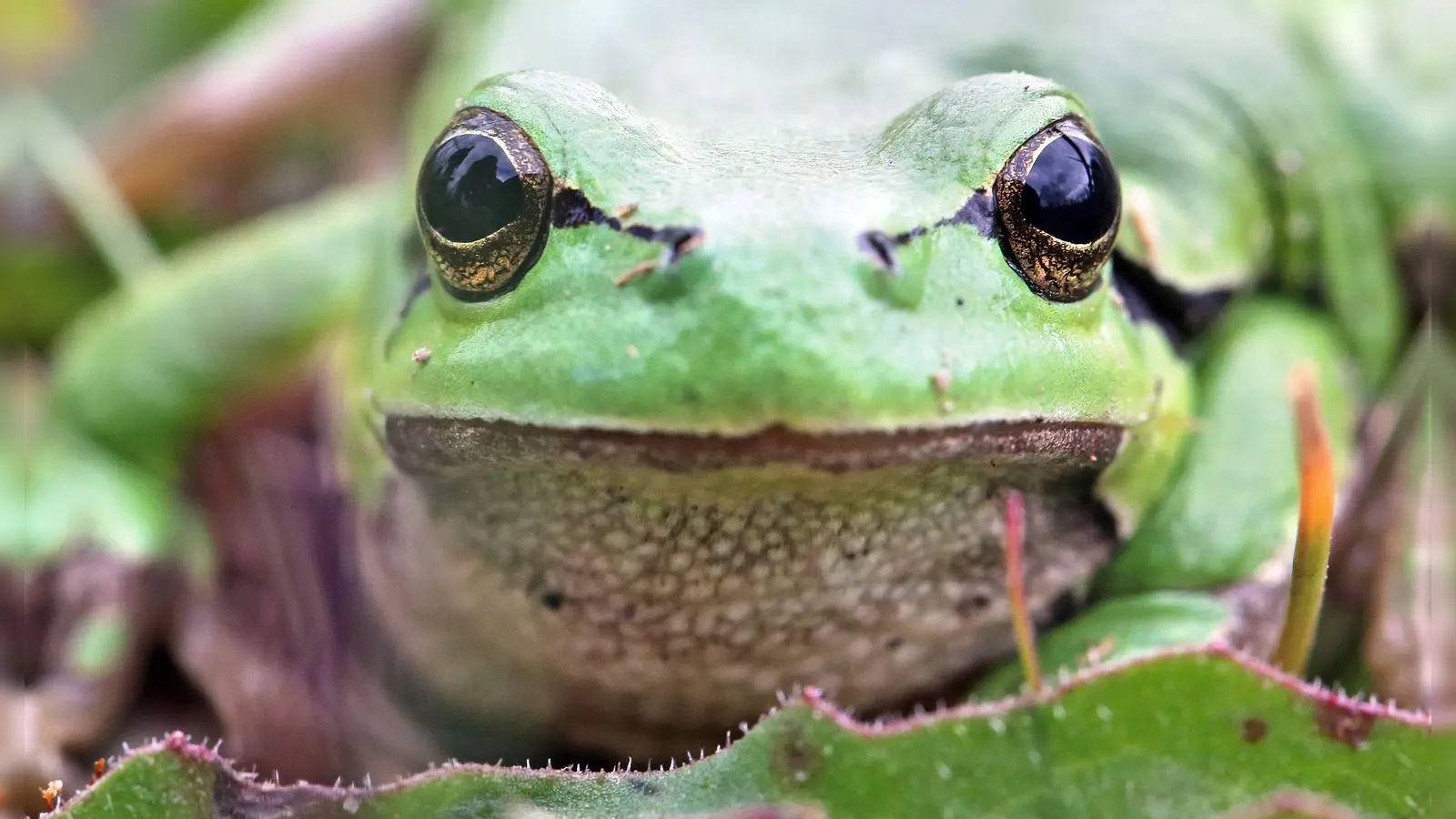 In Kißlegg wurden Laubfrösche ausgesetzt (Symbolbild) (Foto: Jan Woitas/dpa-Zentralbild/dpa)