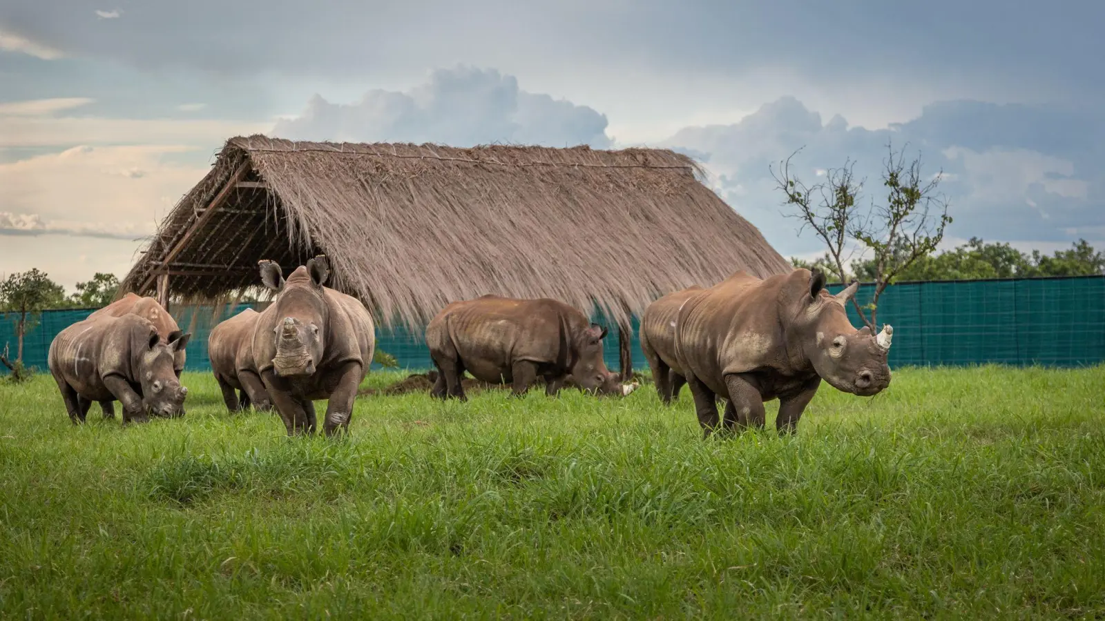 Die Nashörner kommen in Garamba an. (Foto: Martin Van Rooyen/African Parks/dpa)