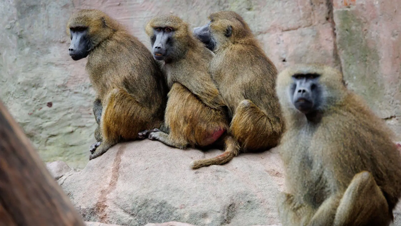 Die Paviane-Gruppe ist nach Angaben des Tiergartens zu groß für die Anlage geworden.  (Foto: Daniel Karmann/dpa)