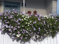 Sommerblumen im November - gesehen in Dinkelsbühl (Foto: Petra Sondheim)