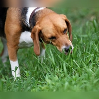 Weit verbreitetes Verhalten: Etwa zwei Drittel aller Hunde fressen gelegentlich oder regelmäßig Gras. (Foto: Jan Woitas/dpa/dpa-tmn)