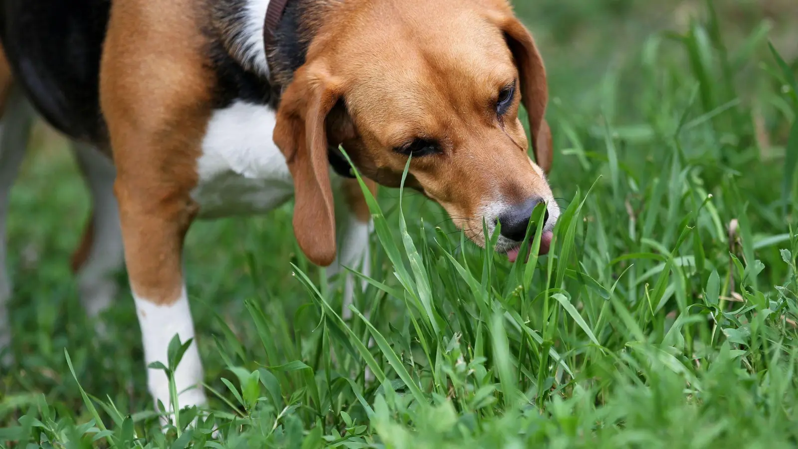 Weit verbreitetes Verhalten: Etwa zwei Drittel aller Hunde fressen gelegentlich oder regelmäßig Gras. (Foto: Jan Woitas/dpa/dpa-tmn)