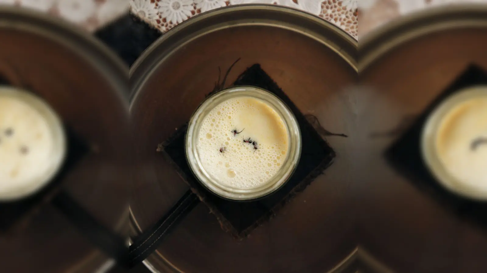 Joghurt-Rezept einmal anders: Man nehme vier Ameisen... (Foto: David Zilber/dpa)