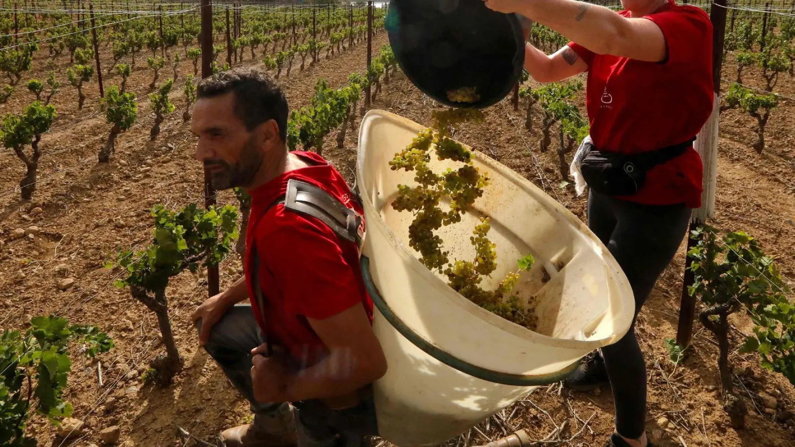 Das Bordeaux gehört zu den bekanntesten Weinanbaugebiet Frankreichs. (Foto: Raymond Roig/AFP/dpa)