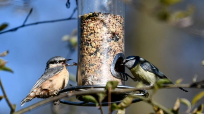 Wichtige Futterstellen: Trotz frühlingshafter Tage bleiben natürliche Futterquellen für Vögel im März oft knapp. (Foto: Kirsten Neumann/dpa/dpa-tmn)