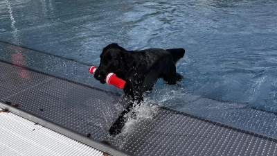 Im Vorjahr feierte das Hundeschwimmen im Freibad Bad Windsheim Premiere. 2023 kommt jetzt die Fortsetzung. (Foto: Laura Lichtblau)