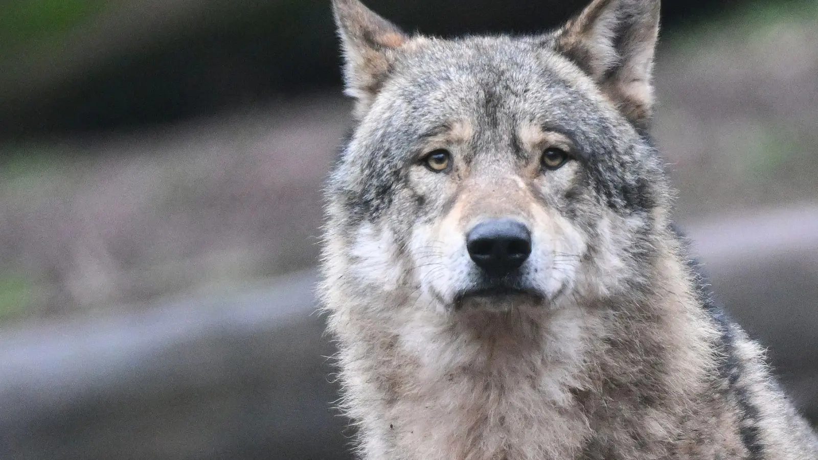 Der junge Wolf, der sich offenbar nach Hamburg verirrt hatte, wurde laut Umweltbehörde nach Niedersachsen gebracht. (Symbolbild)  (Foto: Bernd Weißbrod/dpa)