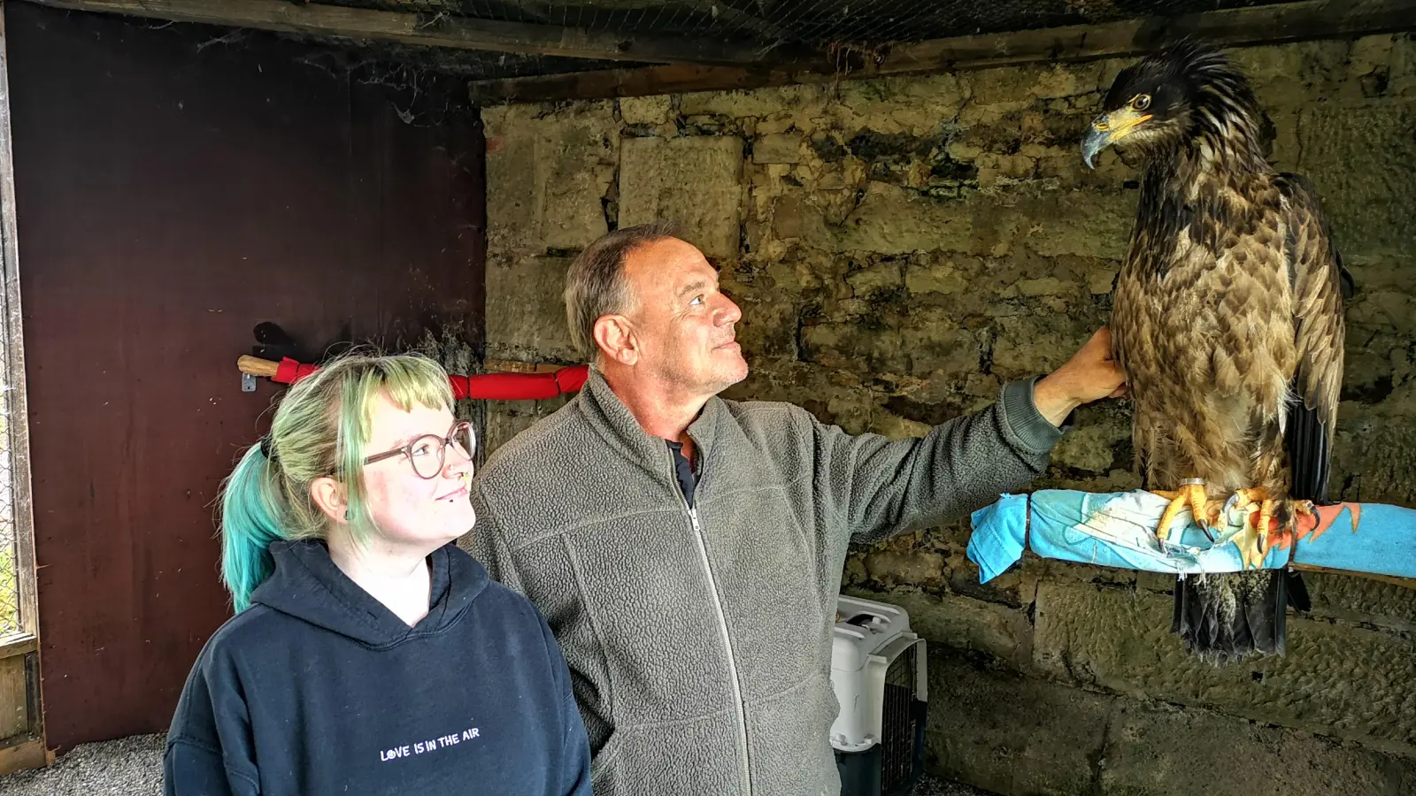 Um Sir Archie an die neue Situation zu gewöhnen, musste sein Bewegungsspielraum eingeschränkt werden. Er wird in den nächsten Monaten in der Voliere bleiben. Falkner Burkhard Hellmann und die angehende Tierpflegerin Lea Rowan sind zuversichtlich, dass der Reha-Plan funktioniert. (F.: Jürgen Binder)