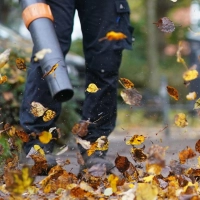 Laub ist ein natürlicher Dünger für den Boden und sorgt für Artenvielfalt im Garten. (Symbolbild) (Foto: Marcus Brandt/dpa)