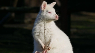 Das weiße Bennett-Känguru mit seiner Mutter namens Flöckchen, ebenfalls ein Albino. (Foto: -/Zoo Hoyerswerda/dpa)