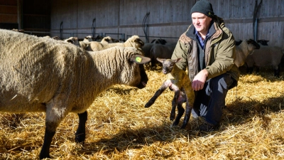 Stefan Erb, Schäfer, hält ein wenige Minuten altes Lamm in den Händen. (Foto: Philipp Schulze/dpa)