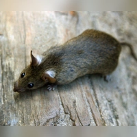 Im Norma-Zentrallager in Regenstauf sind Ratten festgestellt worden. (Symbolbild) (Foto: Arno Burgi/dpa-Zentralbild/dpa)