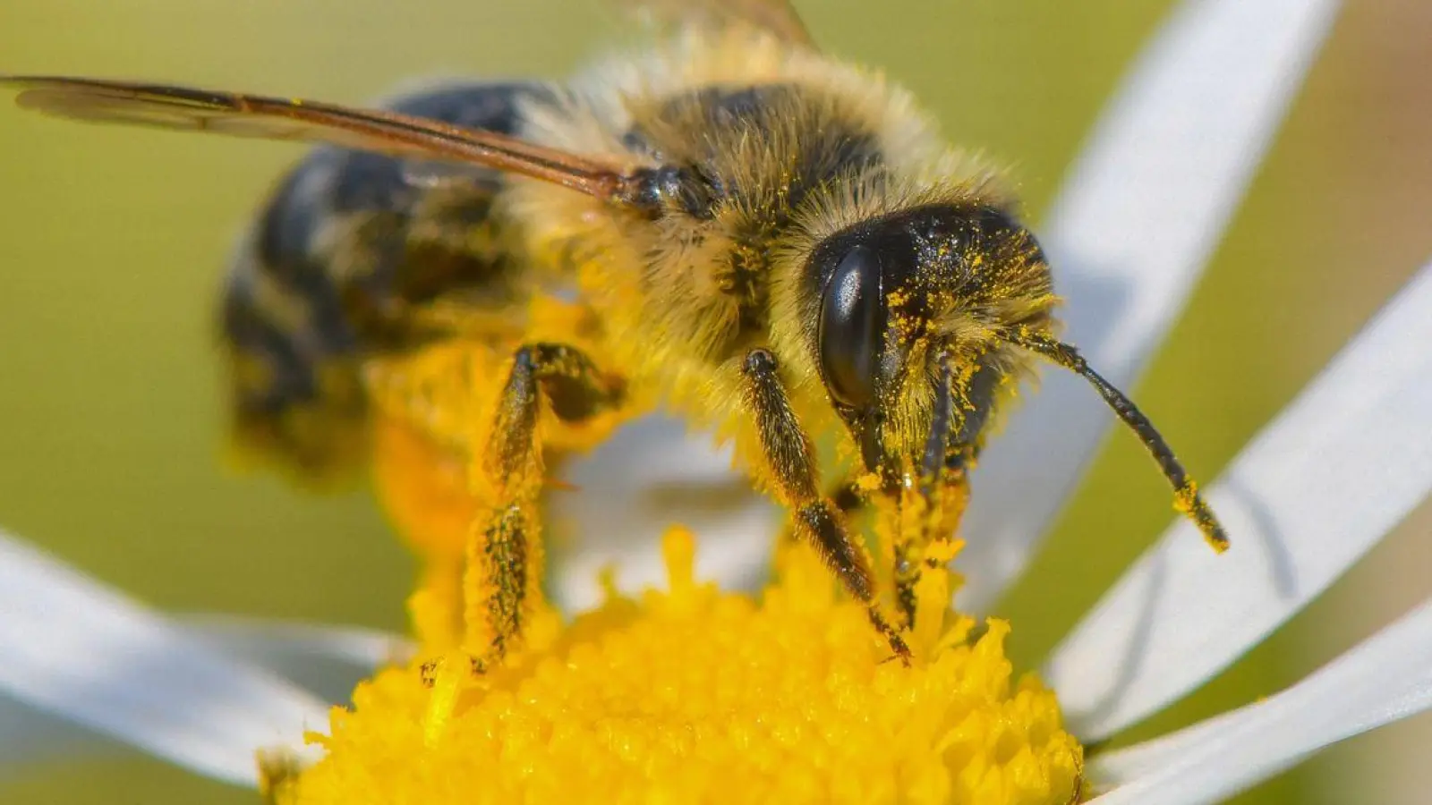 Eine Biene sucht nach Nektar. (Foto: Patrick Pleul/dpa-Zentralbild/dpa)