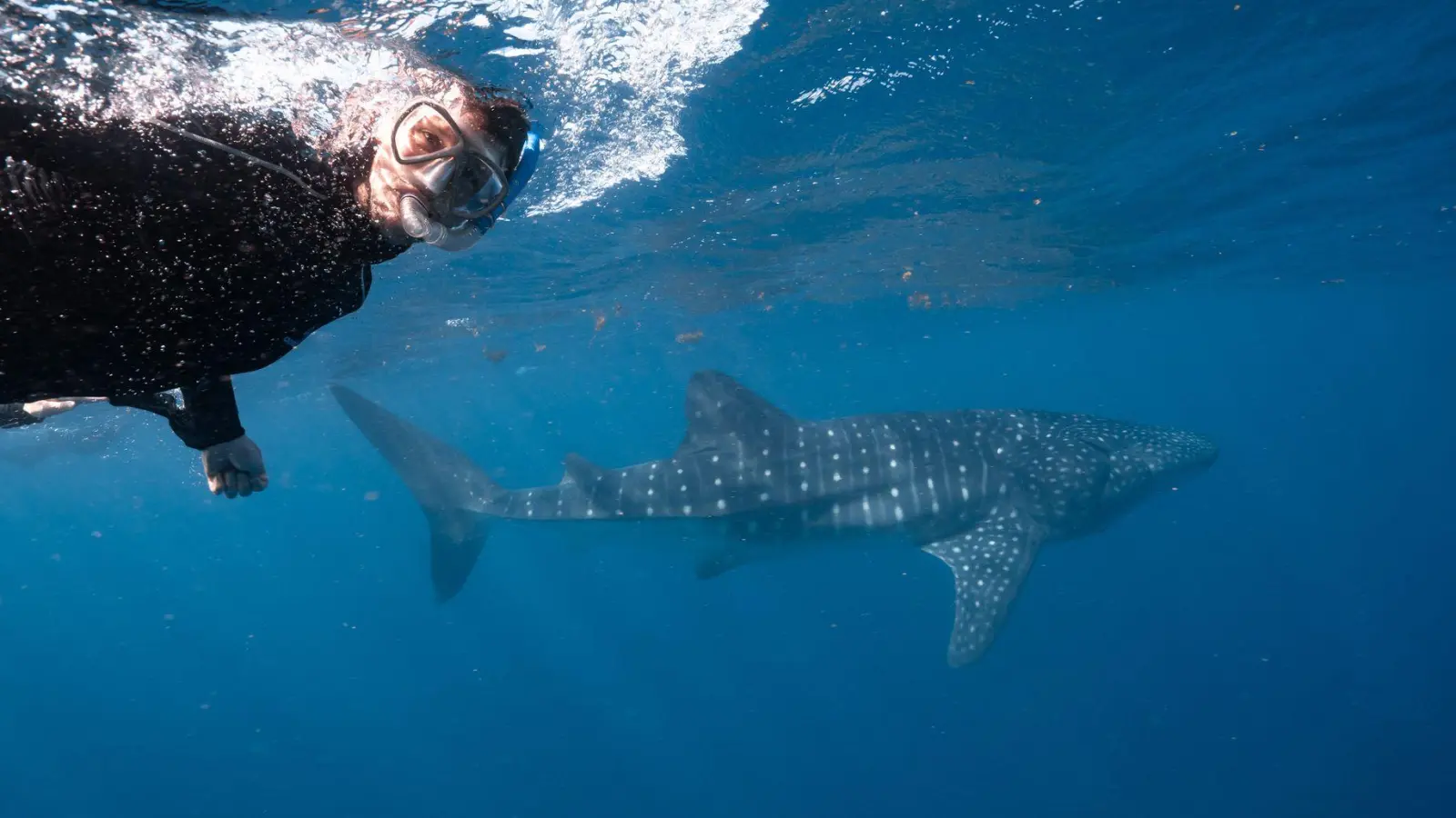 Der Walhai ist da: Auf organisierten Schnorcheltrips sieht man die Tiere mit hoher Wahrscheinlichkeit. (Foto: Exmouth Dive and Whalesharks Ningaloo/dpa-tmn)