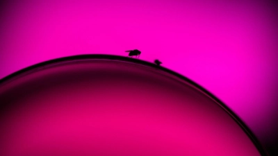 Ein unbeobachteter Moment und die Fruchtfliegen krabbeln vom Rand des Glases in den Wein.  (Foto: Klaus-Dietmar Gabbert/dpa-tmn)