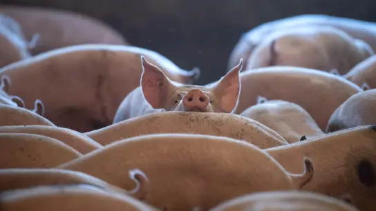 Schweine stehen in einem Stall in Niedersachsen. (Foto: Sina Schuldt/dpa/Symbolbild)