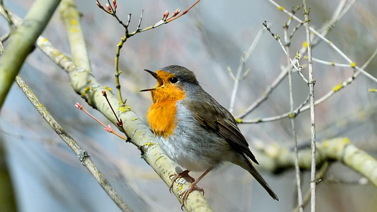 Lichtverschmutzung hat Einfluss auf tagaktive Vögel wie das Rotkehlchen: Sie singen morgens früher und abends länger. (Archivbild) (Foto: Jens Kalaene/dpa-Zentralbild/dpa)