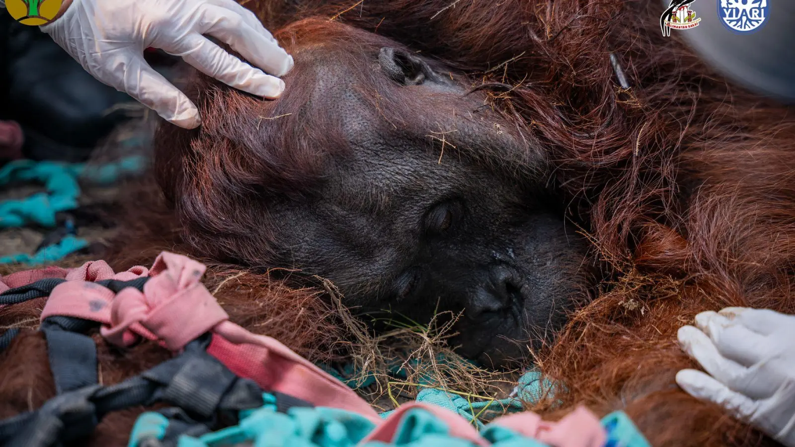Das Orang-Utan-Männchen starb wahrscheinlich infolge der Waldbrände. (Foto: -/Yayasan Inisiasi Alam Rehabilitasi Indonesia (YIARI)/dpa)