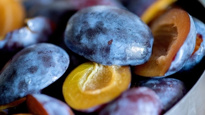 Die typisch weißliche Schicht von Pflaumen und Zwetschgen sollte erst kurz vor dem Entkernen abgewaschen werden. Sie schützt vor dem Austrocknen. (Foto: Andrea Warnecke/dpa-tmn)