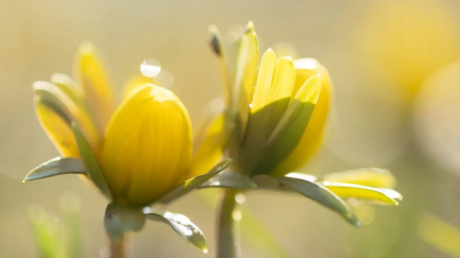 Manche Menschen reagieren stärker als andere auf Wetteränderungen. (Symbolbild) (Foto: Sebastian Kahnert/dpa)