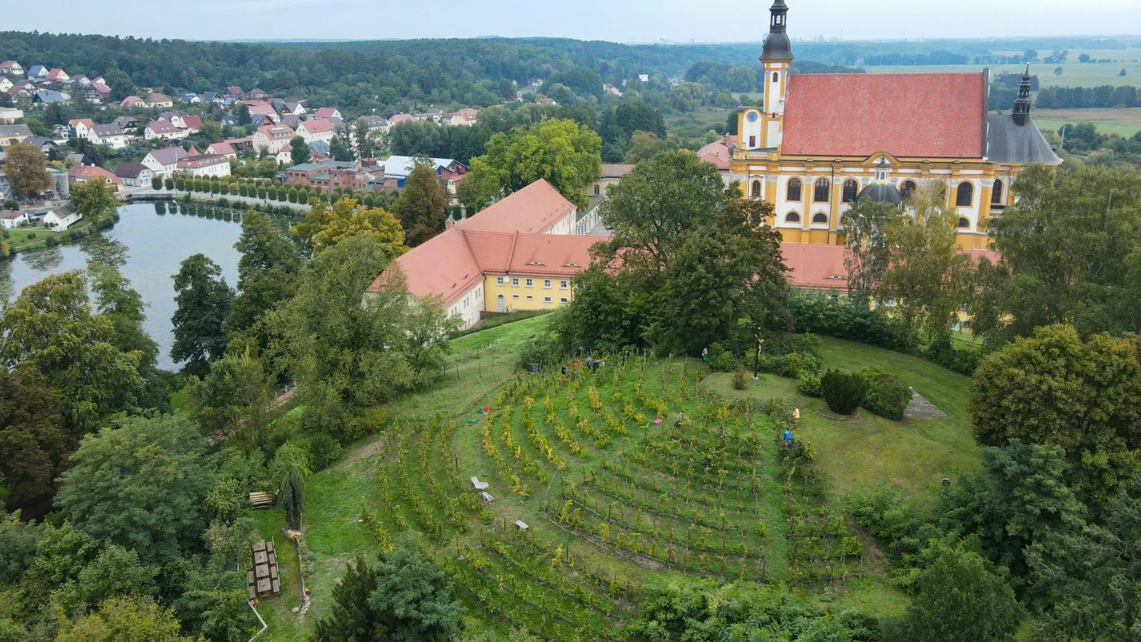 Der Weinberg vom Verein Kloster-Winzer e.V. auf dem Scheibenberg am Kloster Neuzelle (Luftaufnahme mit einer Drohne) ist das einzige Brandenburger Weinbaugebiet innerhalb einer ehemaligen Klosteranlage. (Foto: Patrick Pleul/dpa)