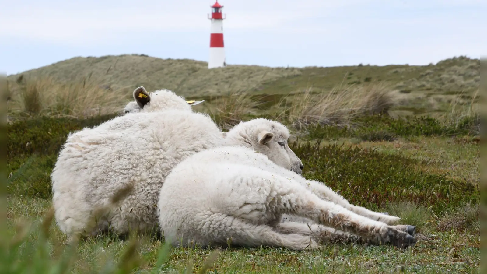 Auf dem Ellenbogen in List (Sylt) hatte der Goldschakal seit Mai mehrere Lämmer gerissen. (Archivbild) (Foto: Lea Sarah Albert/dpa)