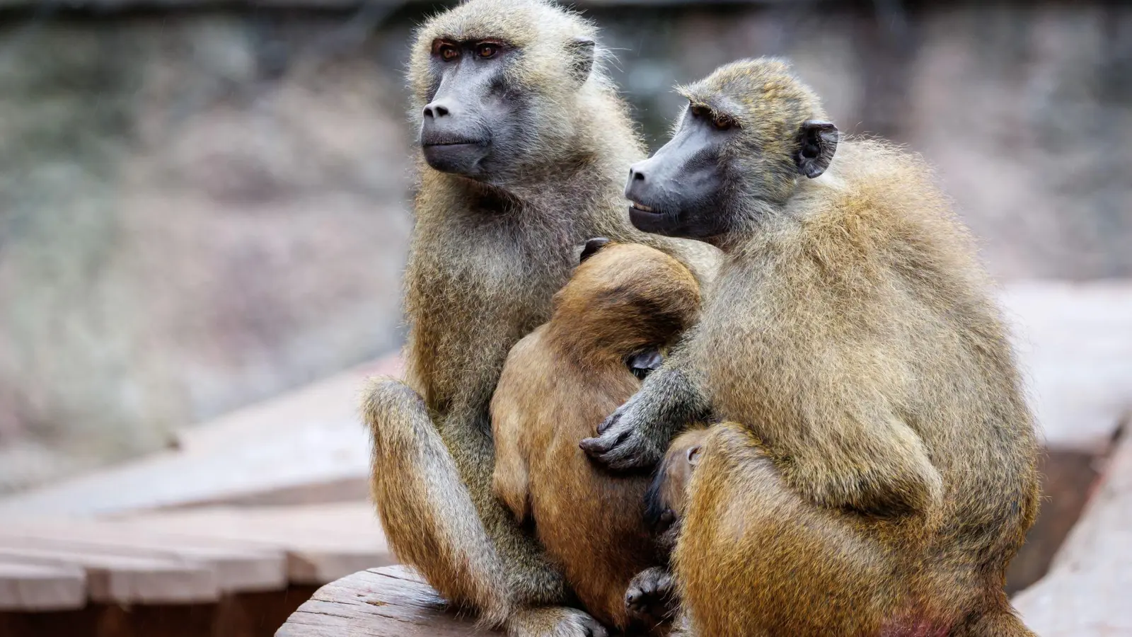 In dem Gehege leben laut dem Tiergarten mehr als 40 Paviane. Ausgelegt ist die Anlage für 25 Affen plus Jungtiere. (Archivbild) (Foto: Daniel Karmann/dpa)