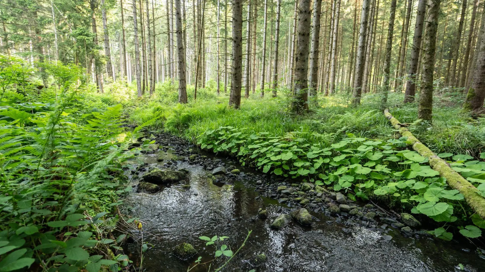 Mehrere hundert Liter Diesel sind in der Oberpfalz in einen Bachlauf geflossen. (Symbolbild) (Foto: Silas Stein/dpa)