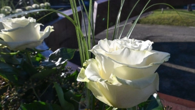 Weiße Rosen stehen an der Gedenkstätte „Gebrochener Ring” einer Schule in Winnenden. Damit wird den 16 Toten des Amoklaufs gedacht. (Foto: Bernd Weißbrod/dpa)