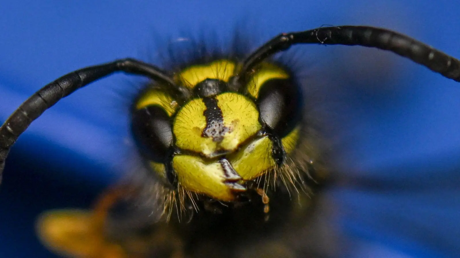 Sie ist knallig-gelb: Die Wespe. (Archivbild) (Foto: Hendrik Schmidt/dpa)