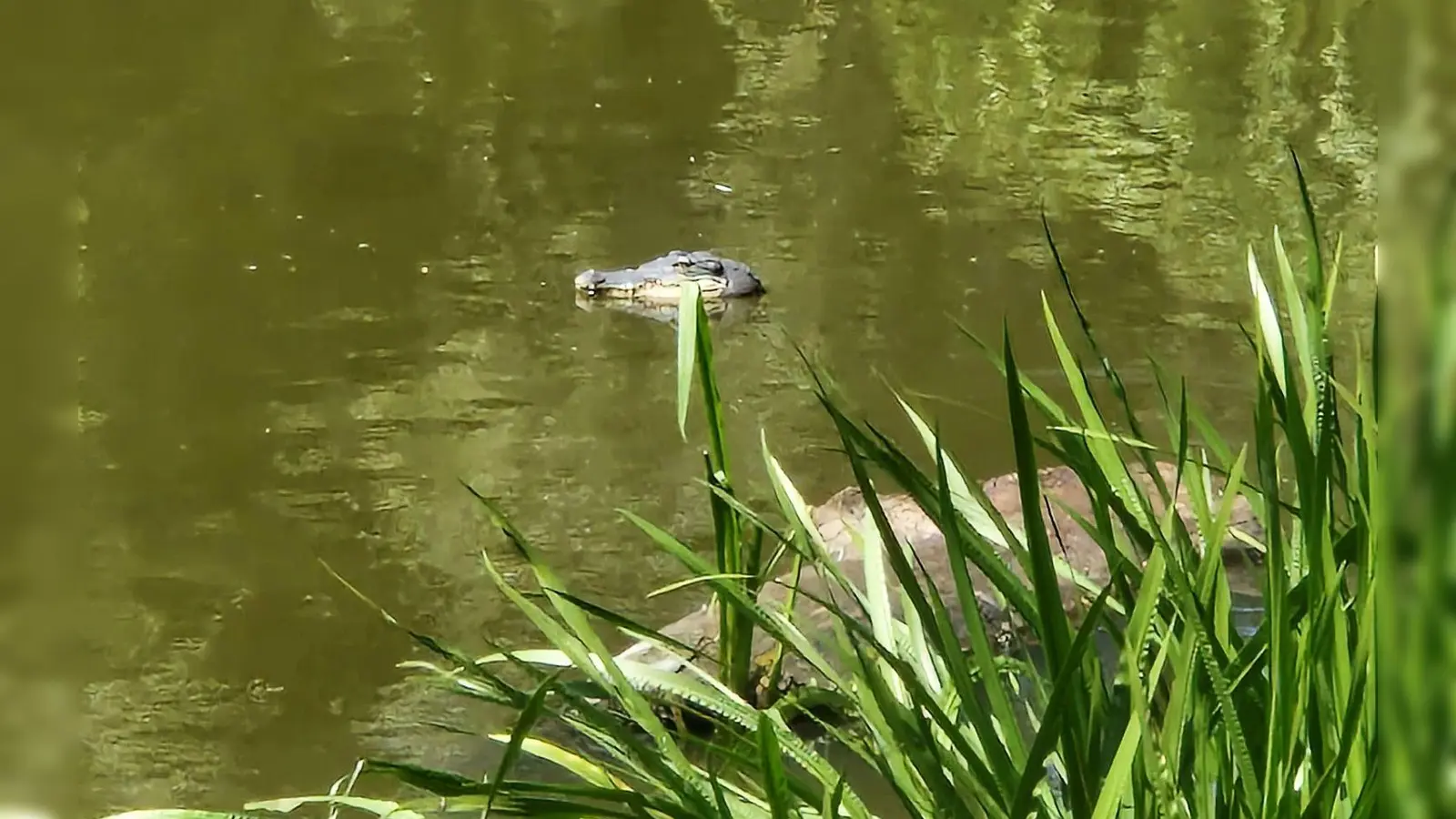 Von weitem wirkte die Attrappe täuschend echt. (Foto: -/Polizei Berlin/dpa)