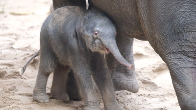 Ein noch namenloses Elefantenbaby steht im Leipziger Zoo bei der Herde. Leitkuh Kewa hat am frühen Samstagmorgen eine Tochter zur Welt gebracht. (Foto: Sebastian Willnow/dpa)